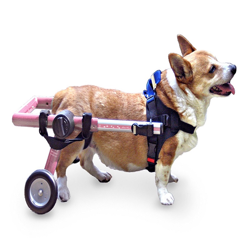 Disabled Pet Care